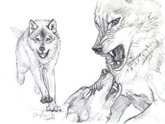 wolf fight sketch