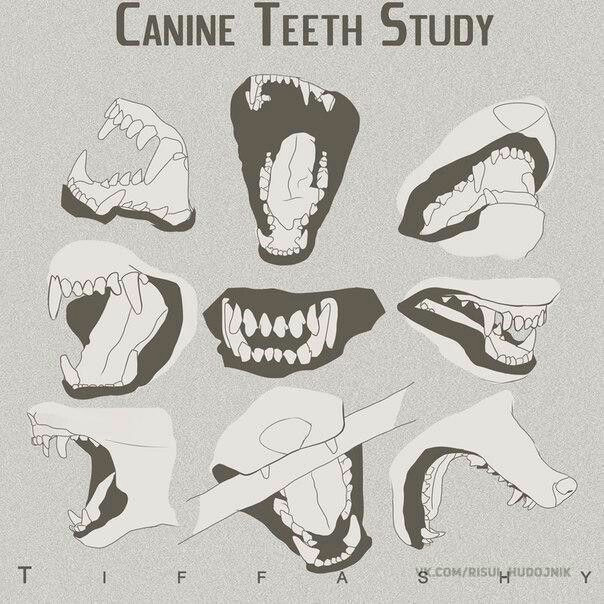 how to draw teeth how to draw wolf how to draw animals drawing