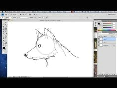 how to draw a wolf in photoshop photoshop tutorials