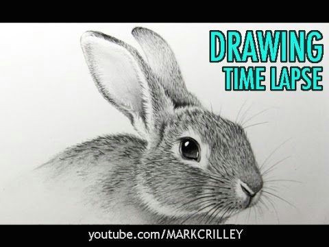how to draw a rabbit narrated step by step youtube