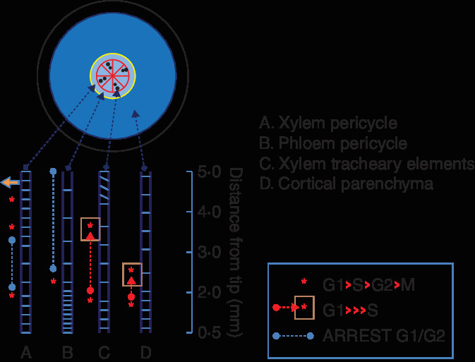 drawing of four different cell files a xylem pericycle b phloem pericycle c xylem tracheary element file d cortical parenchyma file showing the
