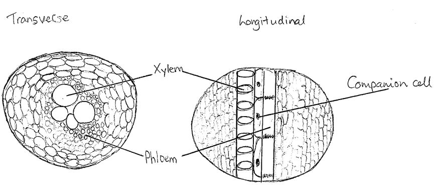 xylem and phloem diagrams 2 12 jpg