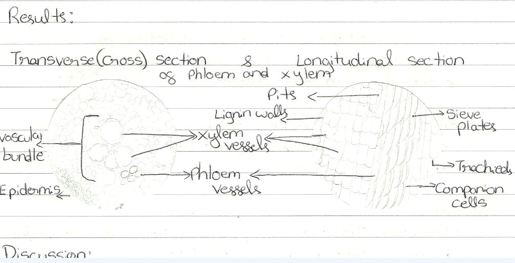 Drawing Xylem and Phloem Drawing Xylem Phloem