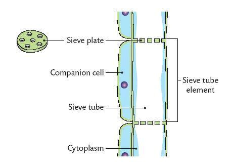 phloem diagram