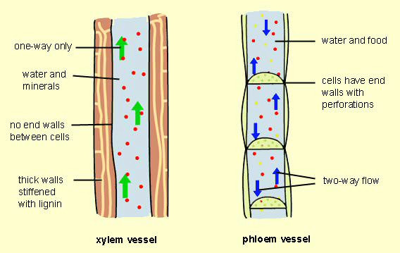 differences between xylem and phloem vessels