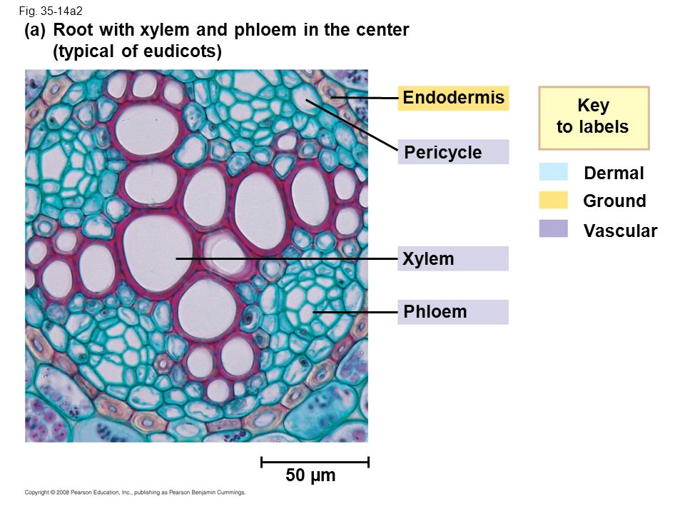 root with xylem and phloem in the center typical of eudicots