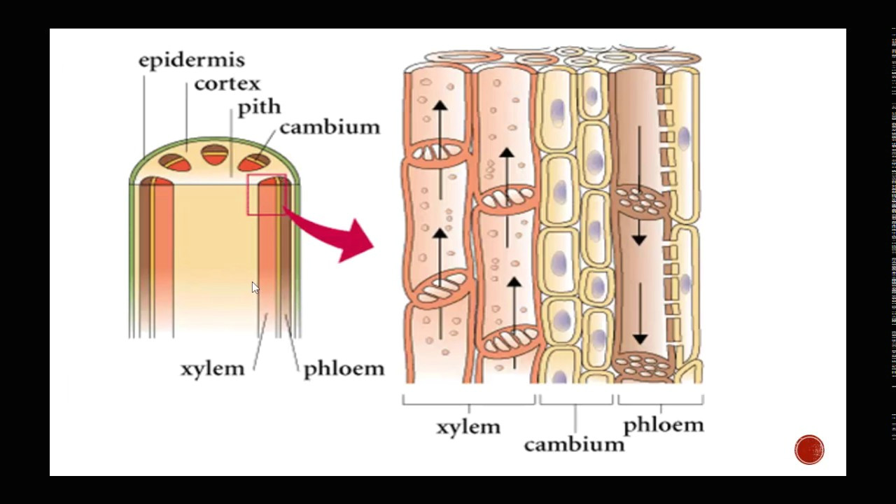plant structure including xylem and phloem