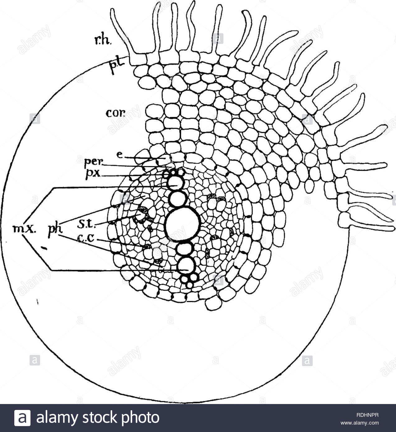 elemente der pflanzenbiologie pflanzenphysiologie 292 die wurzel ein push nach oben und nach