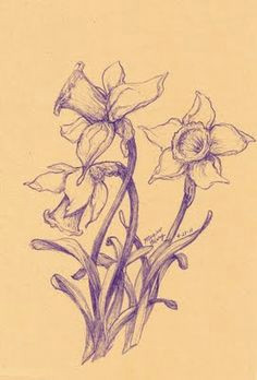 daffodil sketch