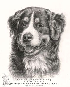 drawings of dogs a beautiful bernese mountain dog lt 3 bernese mountain mountain dogs alsatian working