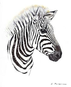 step by step drawing zebras zebra portrait pastel pastel drawing zebra drawing step