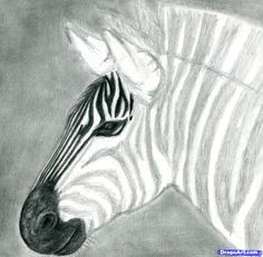 how to draw a zebra draw a realistic zebra step by step safari