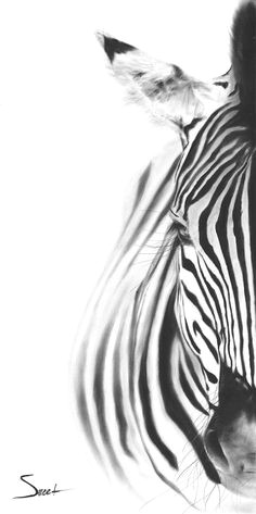 zebra art print realistic zebra animal art print zebra lover gift zebra decor zebra wall art black and white zebra painting
