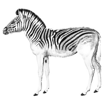 vintage illustrations of zebra