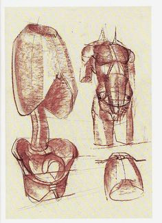 figure structure ssa ribcage and pelvis