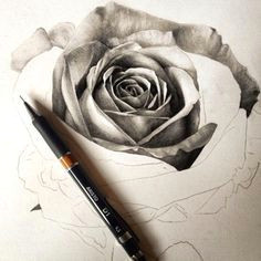how to draw flowers step by step with pencil google search lippencildupes realistic drawings
