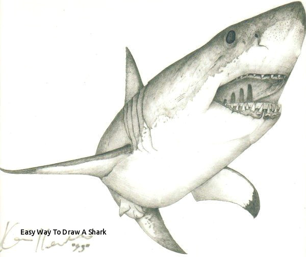 easy way to draw a shark large drawing of a great white shark of easy way