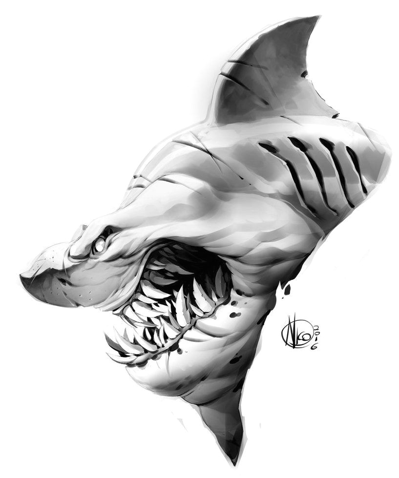 shark by nicolasaviori