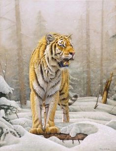 Drawings Of A Big Cat 398 Best Big Cat Paintings Small Cats Images In 2019 Cat Art Cat