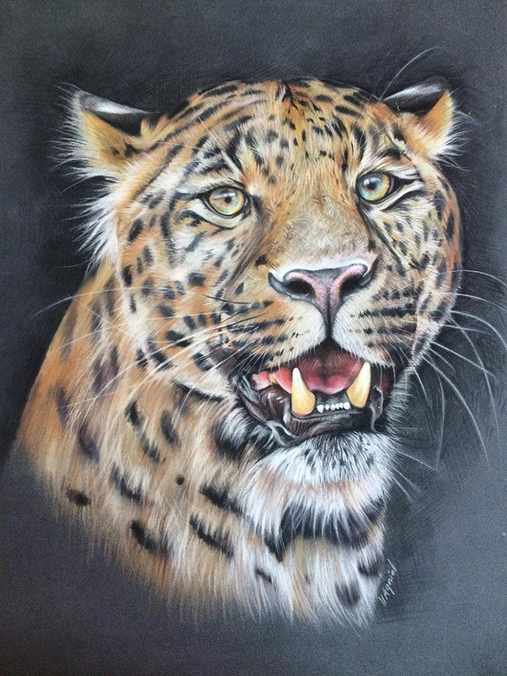 virginie agniel scratchboard art cat drawing colorful drawings wildlife art animal paintings