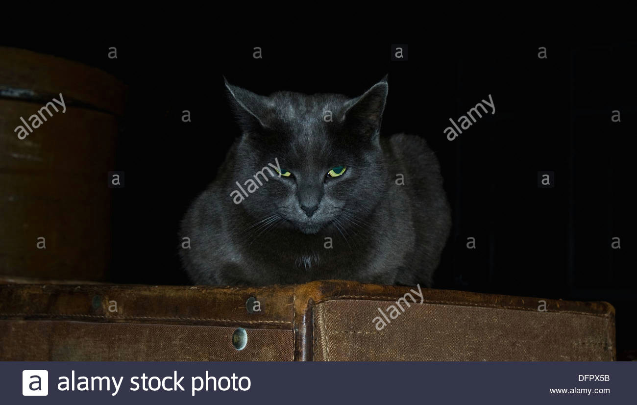 grey cat evil cat mysterious cat stock image