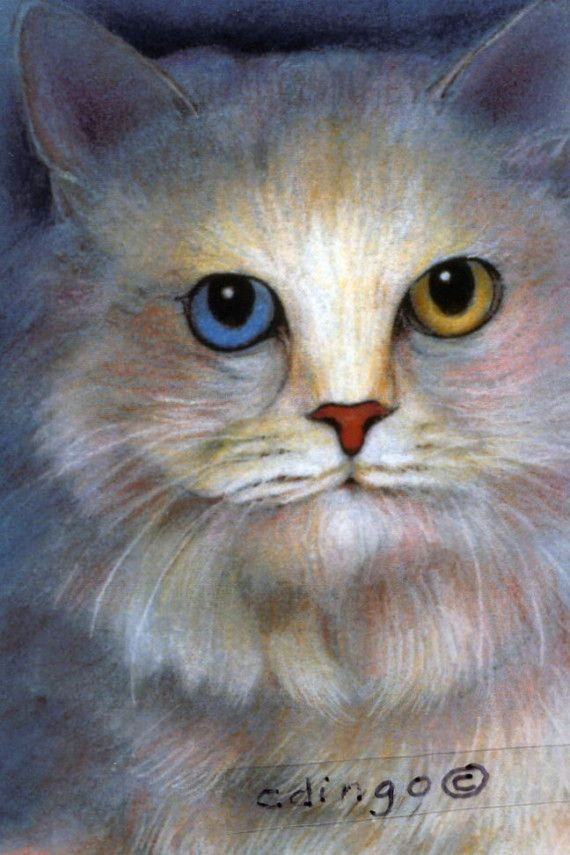 aceo ltd ed print odd eye white cat drawing by artcreationsbycarol 5 50