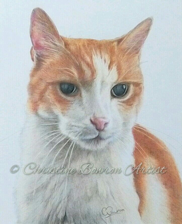 commissioned coloured pencil drawing of ted the ginger and white cat by uk artist christine bowron on a4 clairefontaine smooth bright white paper using