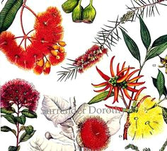 eucalyptus amp gum flowers australia plants botanical exotica 1969 large vintage litho illustration australian flowers