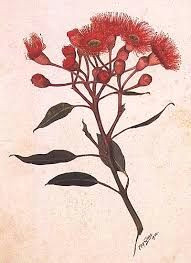 image result for eucalyptus simple drawing vintage botanical prints botanical drawings botanical flowers