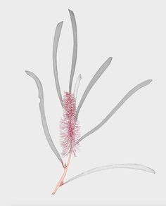 image result for australian native flower sketch