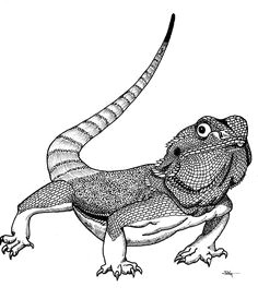 view gallery with 37 bearded dragon drawing images