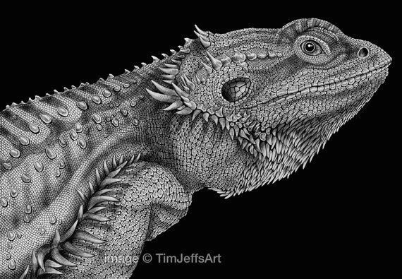 bearded dragon ink drawing by timjeffsart on etsy 50 00