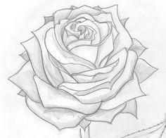rose drawings in pencil maybe a tattoo idea rose drawings pencil drawings