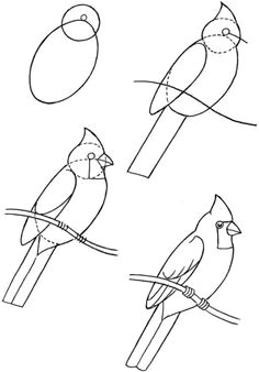 how to draw birds bird art drawing birds cardinal drawing bird drawings