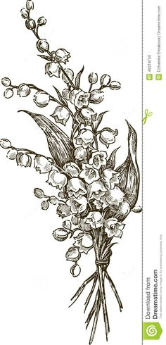 lily of the valley drawing may birth flower