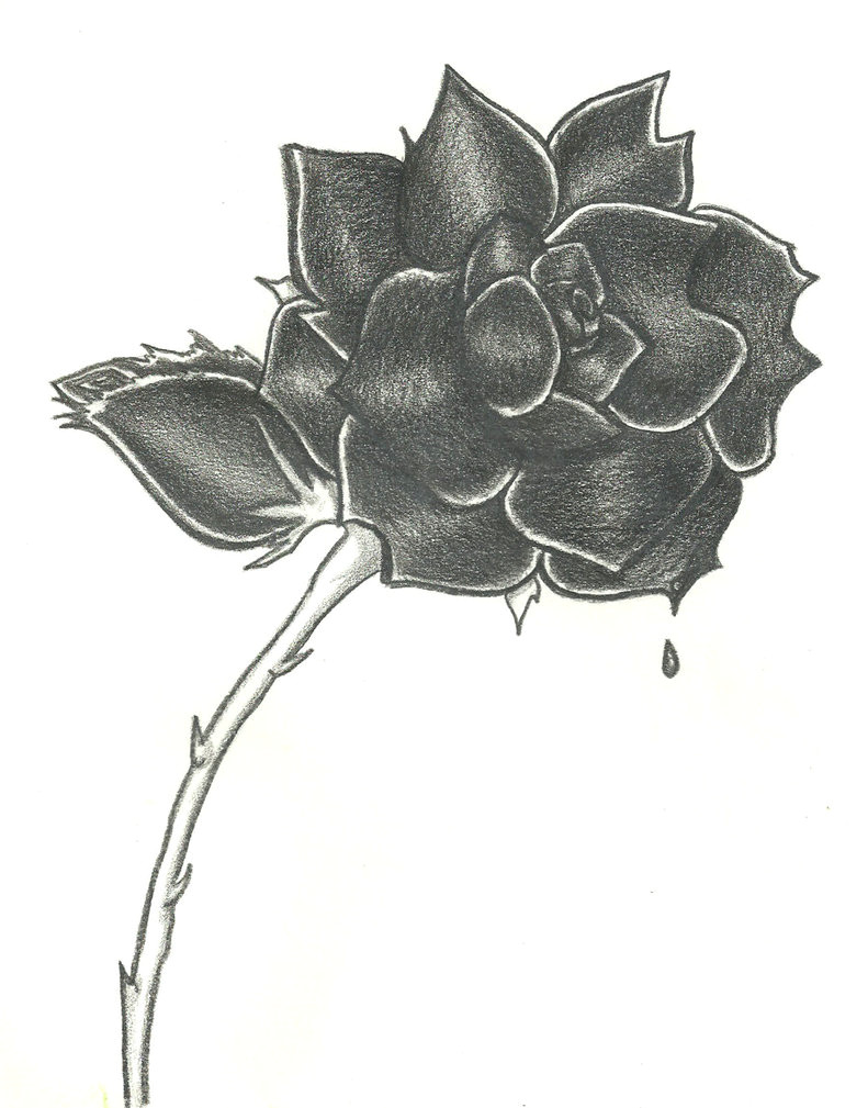 black rose drawing bleeding