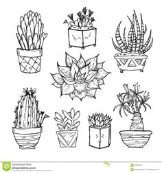 flower doodles succulents drawing cactus drawing plant drawing cactus vector cactus