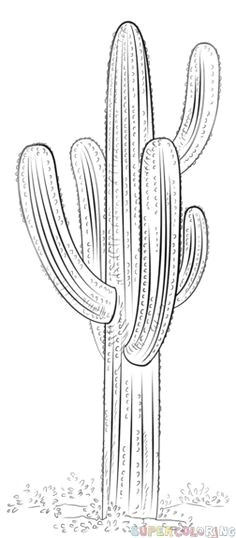how to draw a saguaro cactus step by step drawing tutorials cactus painting cactus