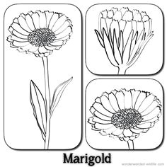 marigold outline lineart flowers calendula flower pictures 3 stylised marigold drawings with the label