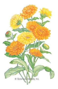 calendula flowers jpg 251a 383 october birth flowers birth month flowers