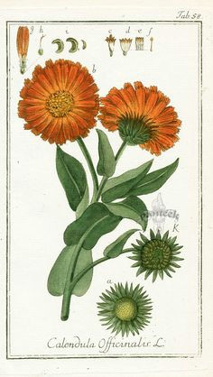 calendula officinalis botanical prints botanical drawings birth flowers calendula marigold tattoo