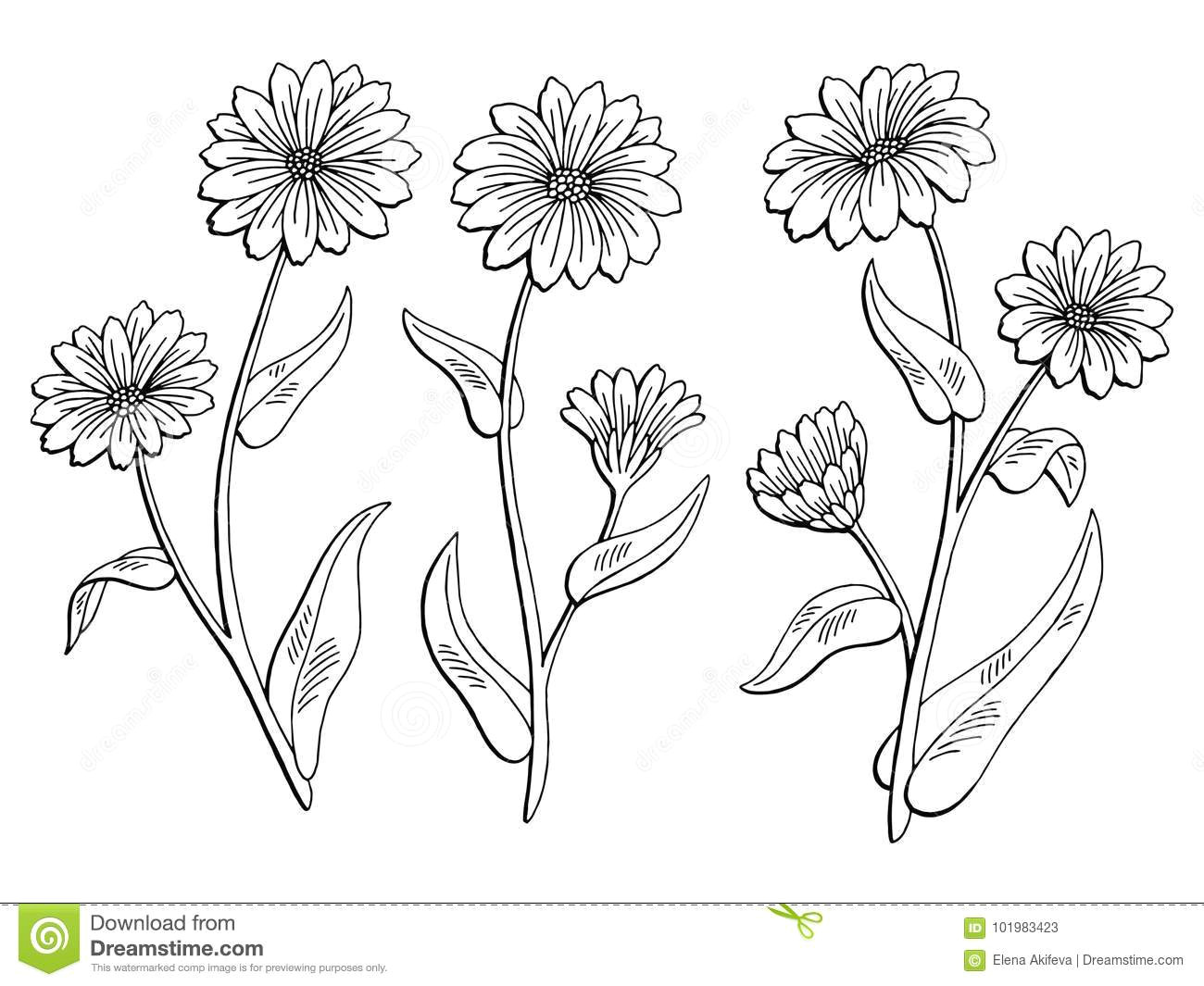 Drawings Of Calendula Flowers Calendula Flower Graphic Black White isolated Sketch Illustration