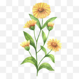 calendula png calendula transparent clipart free download nature republic calendula officinalis brand