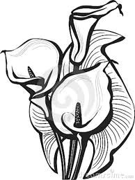 calla lilies drawing sketch of b calla lilies flowers b vector