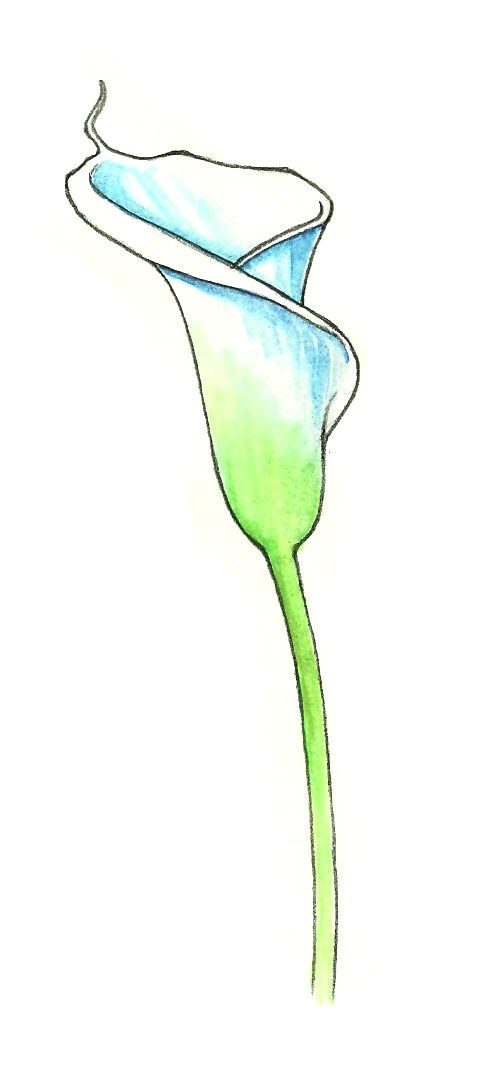 flower drawings easy google search lilies drawing drawings pinterest calla lillies calla