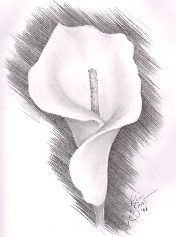 lily flower drawing pencil botanical drawings calla lily i lavendar lily