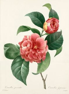 camellia panache pierre joseph redoute artists rhs prints flower
