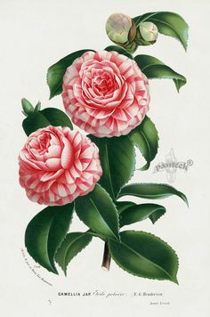 camellia japonica l stella polare by houtte l van flore des serres et des jardin de l europe illustration contributed by the missouri botanical garden