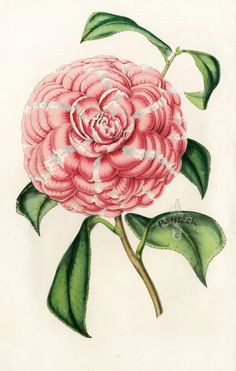 louis van houtte flore des serres 1858