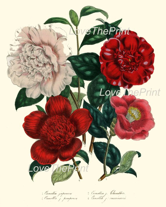 botanical print loudon flower art 3 beautiful camellia bouquet red white peach coral spring nature